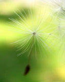 Catch a Breeze from the “Photo of the Month” Collection 5-free 15ml