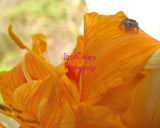 Little Friend from the “Photo of the Month” Collection 5-free 15ml