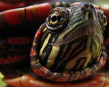 Trismegistus from the “Photo of the Month” Collection 5-free 15ml